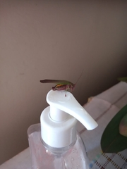 Enthephippion olivaceum