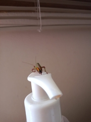 Enthephippion olivaceum