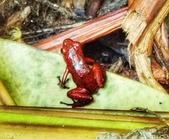 Oophaga