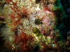Derbesia marina