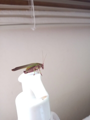 Enthephippion olivaceum