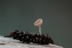 Ciboria coryli