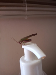 Enthephippion olivaceum