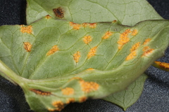 Puccinia orbicula