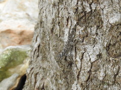 Anolis distichus