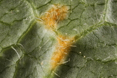 Puccinia orbicula