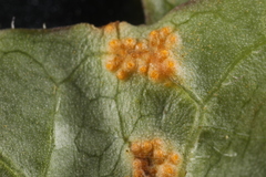 Puccinia orbicula