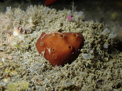 Amphimedon trindanea