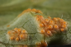Puccinia orbicula