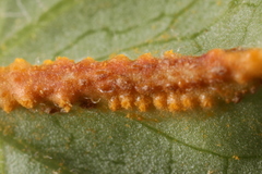 Puccinia orbicula