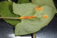 Puccinia orbicula