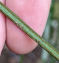 Vittaria lineata image