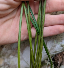 Vittaria lineata image