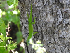 Anolis viridius