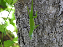 Anolis viridius