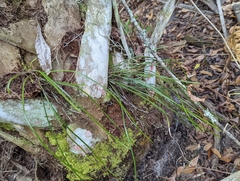 Vittaria lineata image