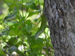 Anolis viridius