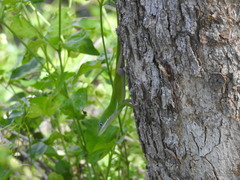 Anolis viridius