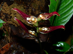 Heliconia lourteigiae