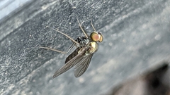 Dolichopodidae