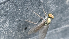 Dolichopodidae