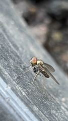 Dolichopodidae