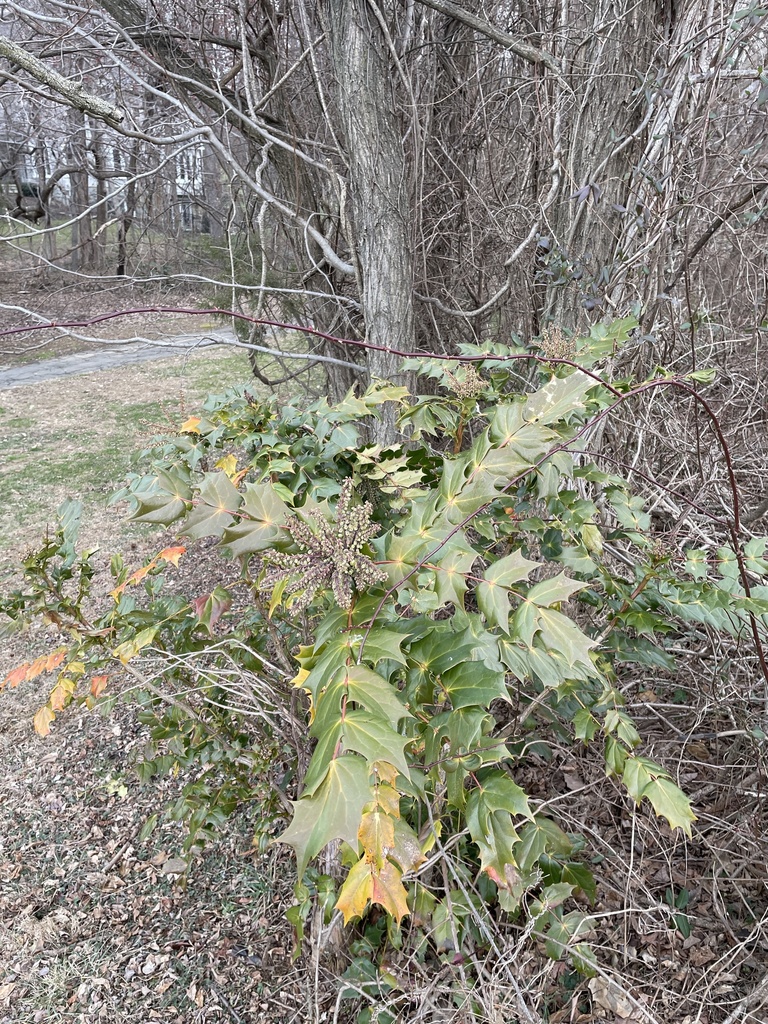 leatherleaf mahonia from Avenel Local Park, Potomac, MD, US on January