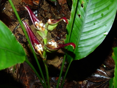 Heliconia lourteigiae