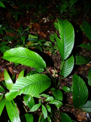 Heliconia lourteigiae