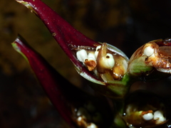 Heliconia lourteigiae