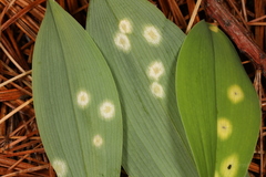 Puccinia sessilis