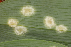 Puccinia sessilis