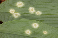 Puccinia sessilis