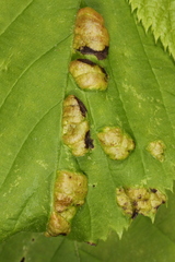 Taphrina ulmi