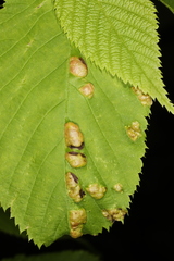 Taphrina ulmi