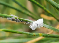 Schizolachnus pineti