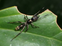 Sphecotypus niger