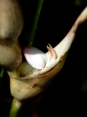 Heliconia lourteigiae