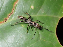 Sphecotypus niger