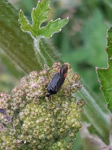 Trivial plant bug photo 2