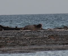 Halichoerus grypus grypus