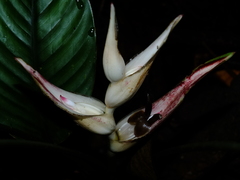 Heliconia lourteigiae