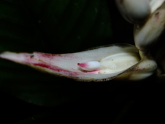 Heliconia lourteigiae