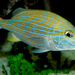 Bluestriped Grunt - Photo (c) Brian Gratwicke, some rights reserved (CC BY)