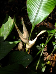 Heliconia lourteigiae