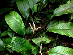 Heliconia lourteigiae