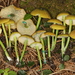 Entoloma incanum - Photo (c) John Plischke,  זכויות יוצרים חלקיות (CC BY-NC), הועלה על ידי John Plischke