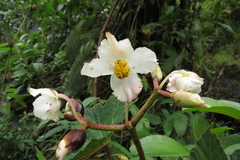 Begonia acerifolia