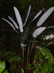 Heliconia pendula