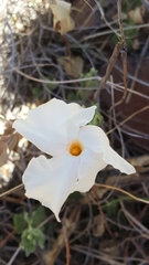Mandevilla macrosiphon